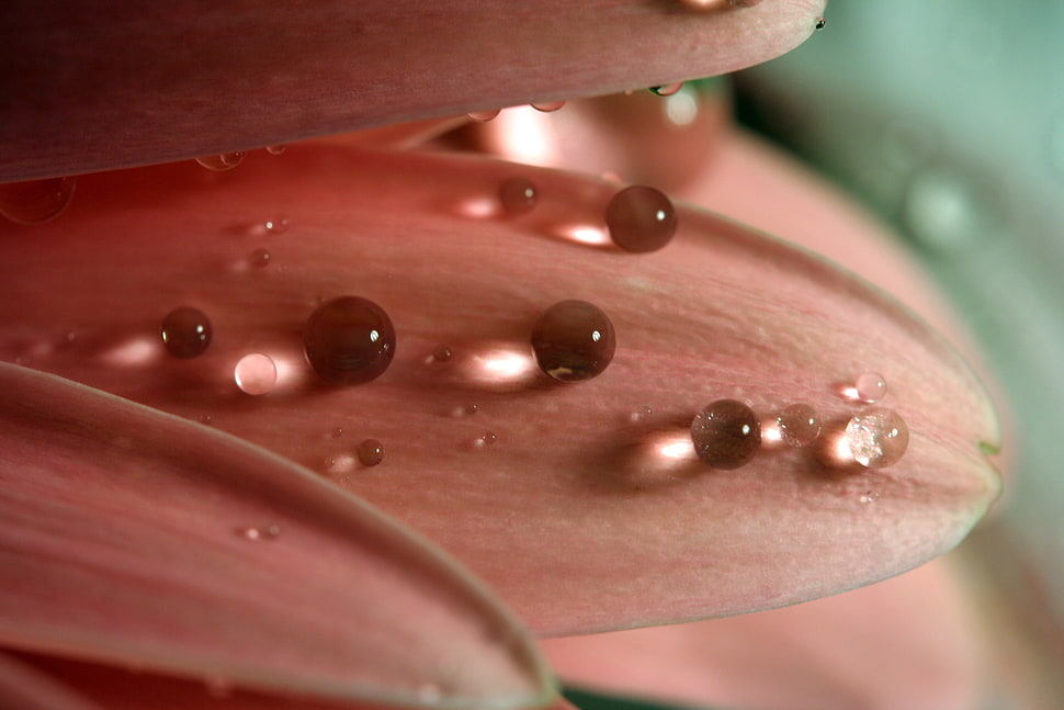 water droplets on pink flower petal HD wallpaper